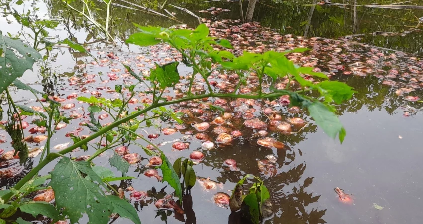 ন্যায্যমূল্য না পেয়ে ক্ষোভে পেঁয়াজ পানিতে ফেলছেন কৃষক